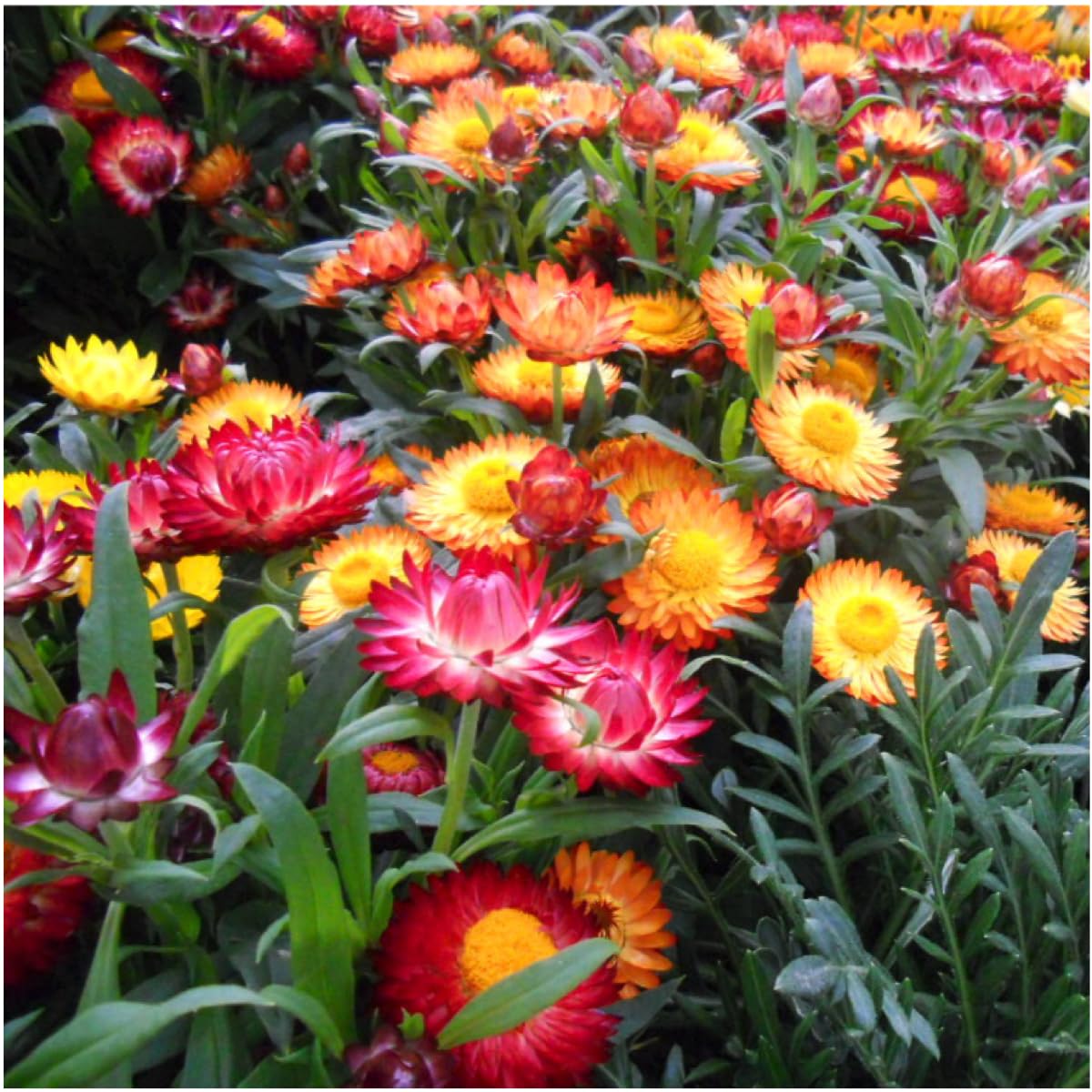 Seed Needs strawflower suitable for fresh and dried arrangements