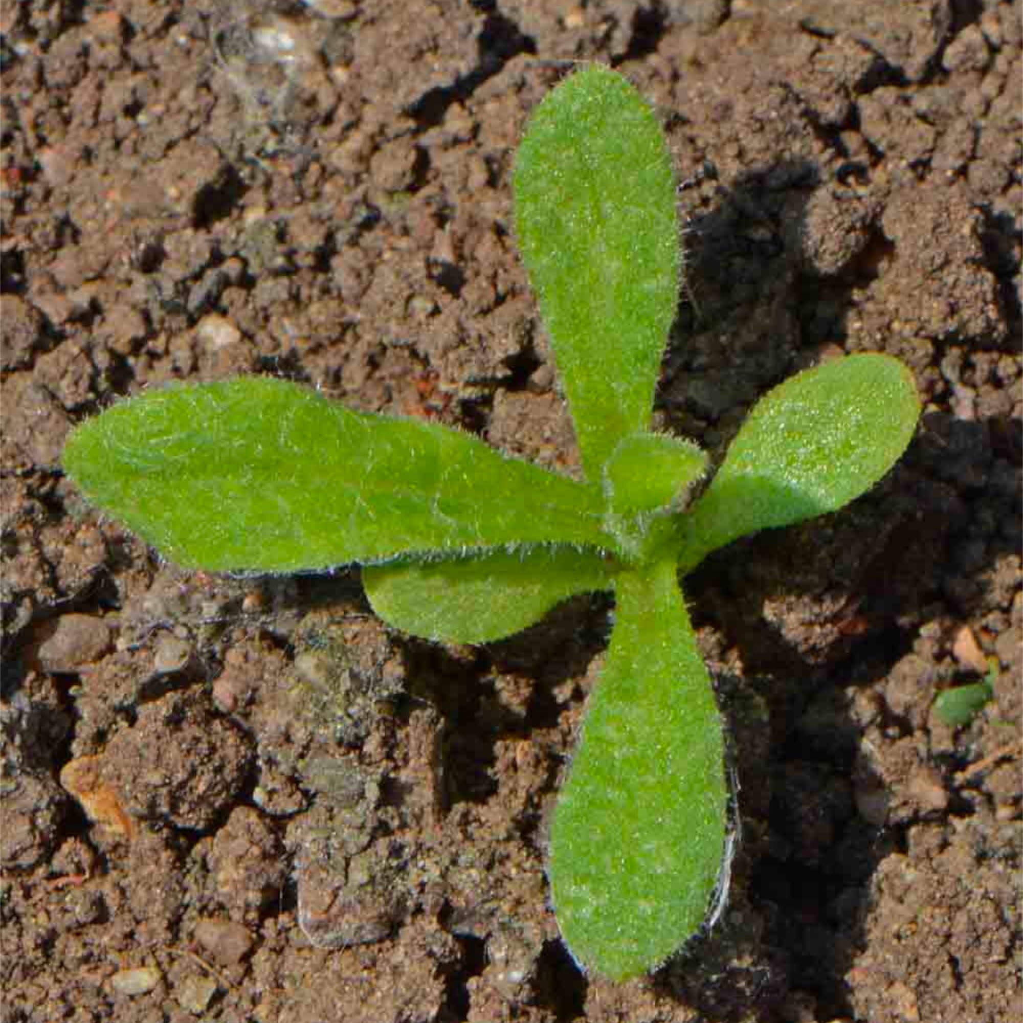 Seed Needs strawflower open-pollinated heirloom seeds