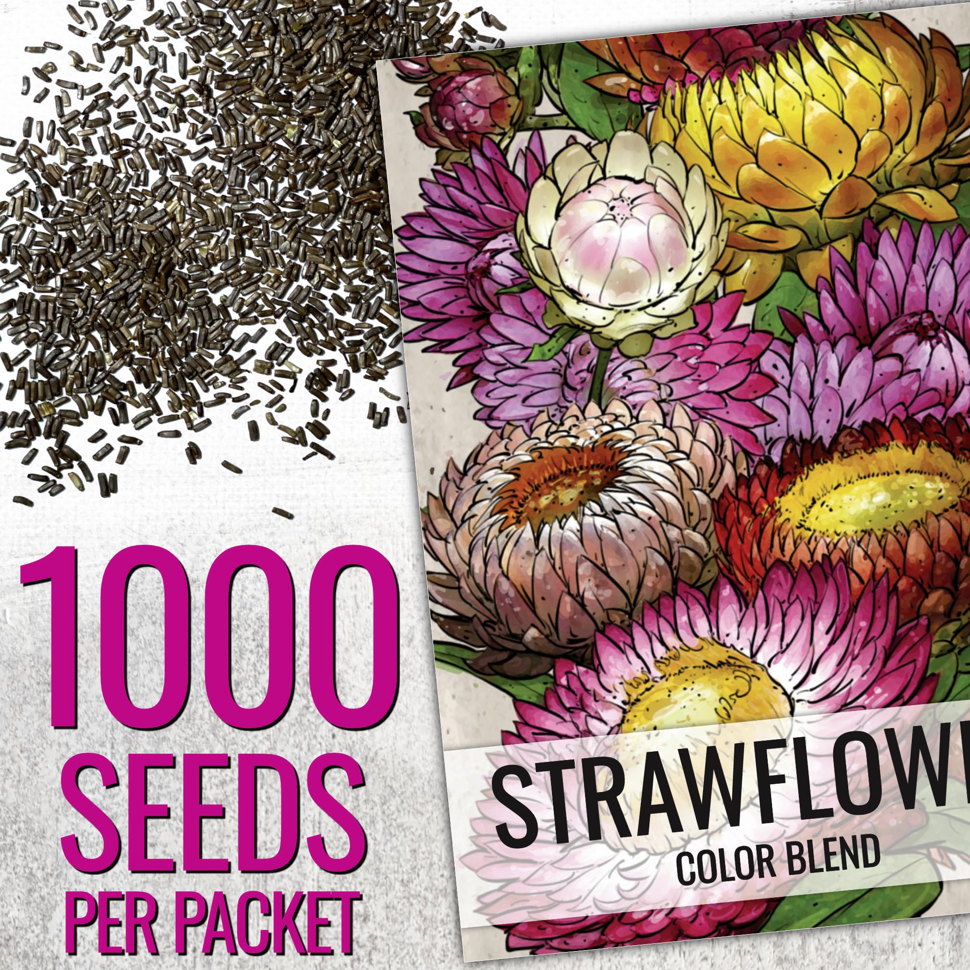 Seed Needs strawflower blooms closeup showing vibrant color variety