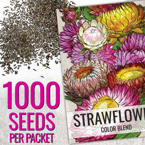 Seed Needs strawflower blooms closeup showing vibrant color variety
