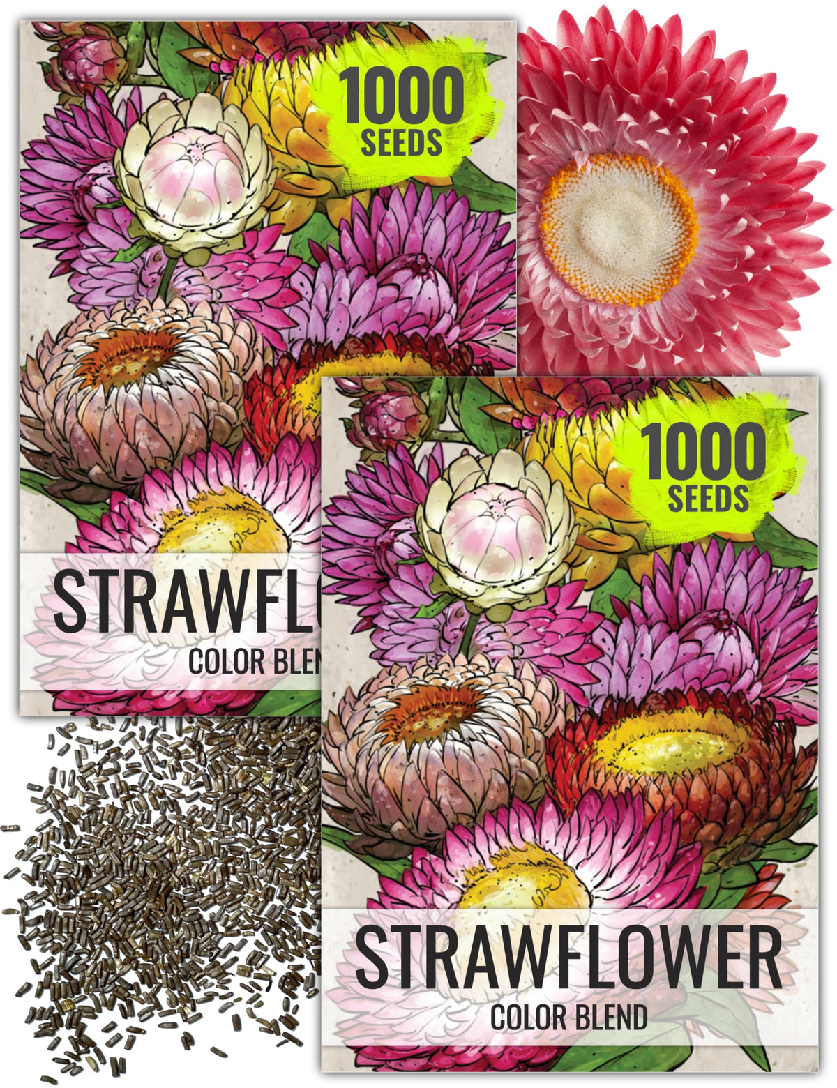 Seed Needs strawflower seeds packaging front for easy planting