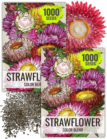 Seed Needs strawflower seeds packaging front for easy planting