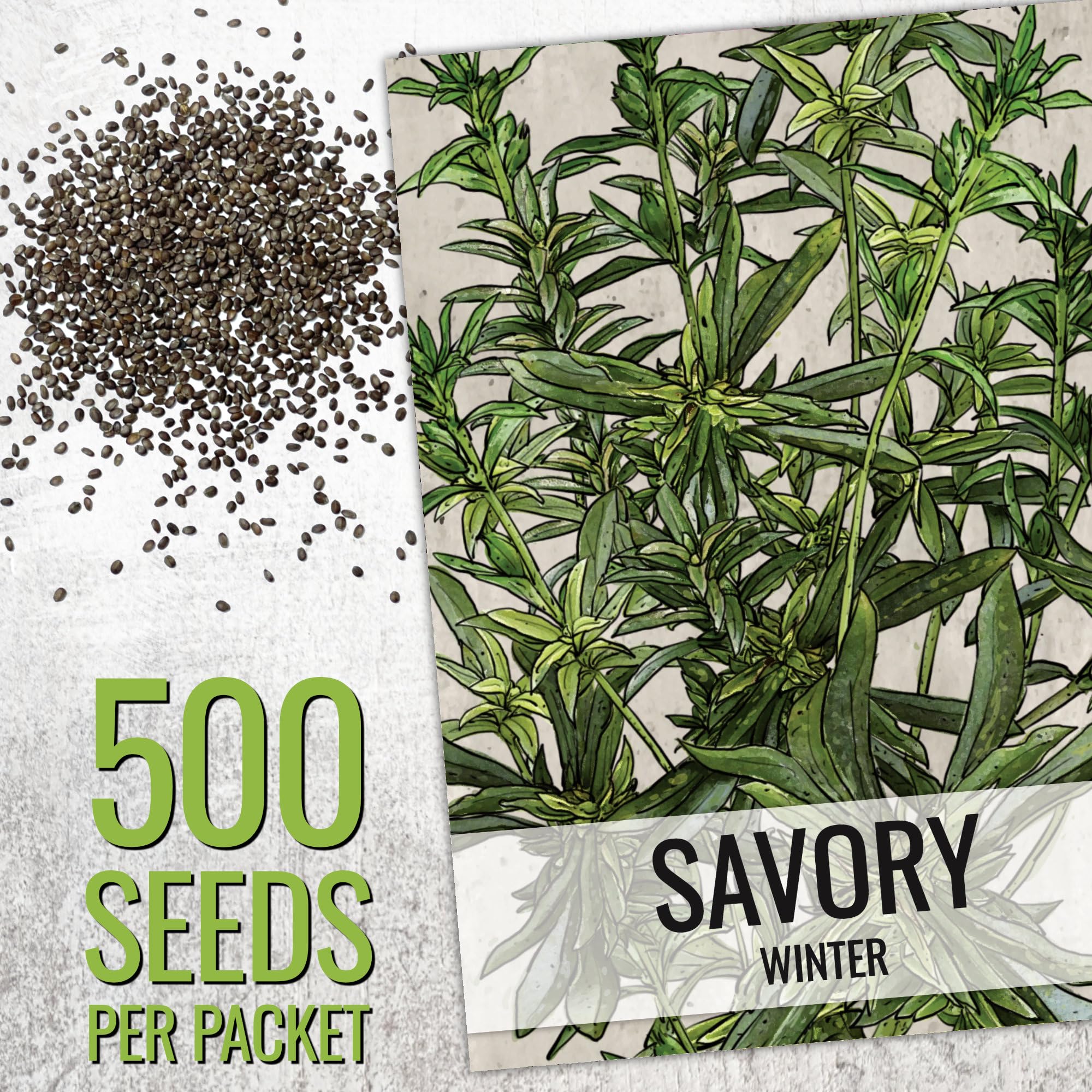 Seed Needs summer savory leaves closeup shows soft green foliage and mild aroma
