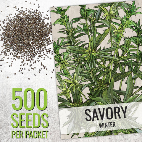 Seed Needs summer savory leaves closeup shows soft green foliage and mild aroma