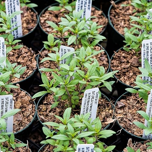 Seed Needs Summer Savory seed packet back showing sowing instructions
