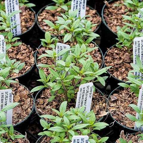 Seed Needs Summer Savory seed packet back showing sowing instructions