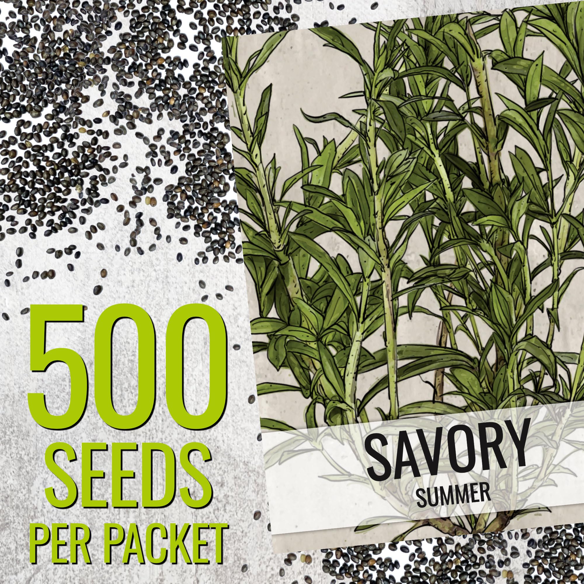 Closeup of Seed Needs Summer Savory seeds ready to sow