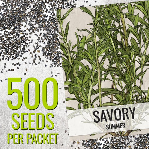 Closeup of Seed Needs Summer Savory seeds ready to sow