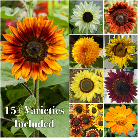 Seed Needs Sunflower germination-friendly seeds promise quick growth when sown properly.