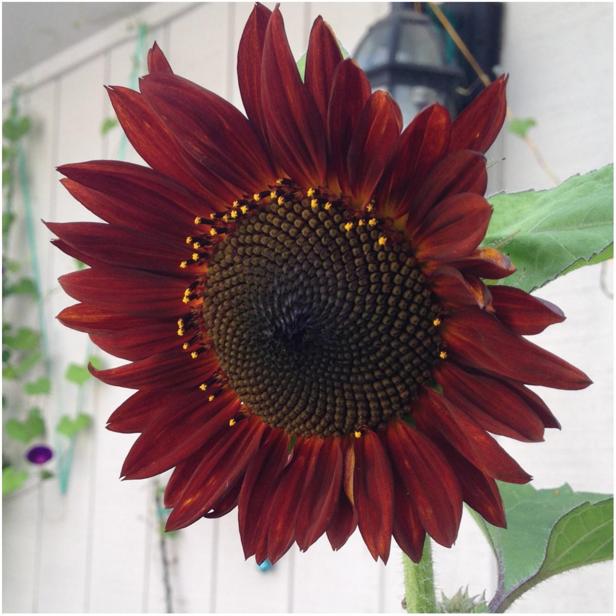 Seed Needs Autumn Beauty sunflower seeds for color-rich borders and long-lasting blooms.