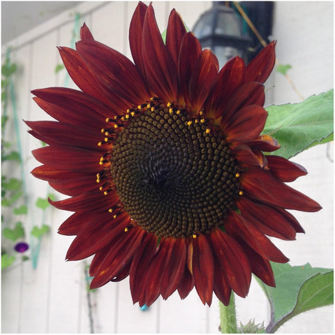 Seed Needs Autumn Beauty sunflower seeds for color-rich borders and long-lasting blooms.