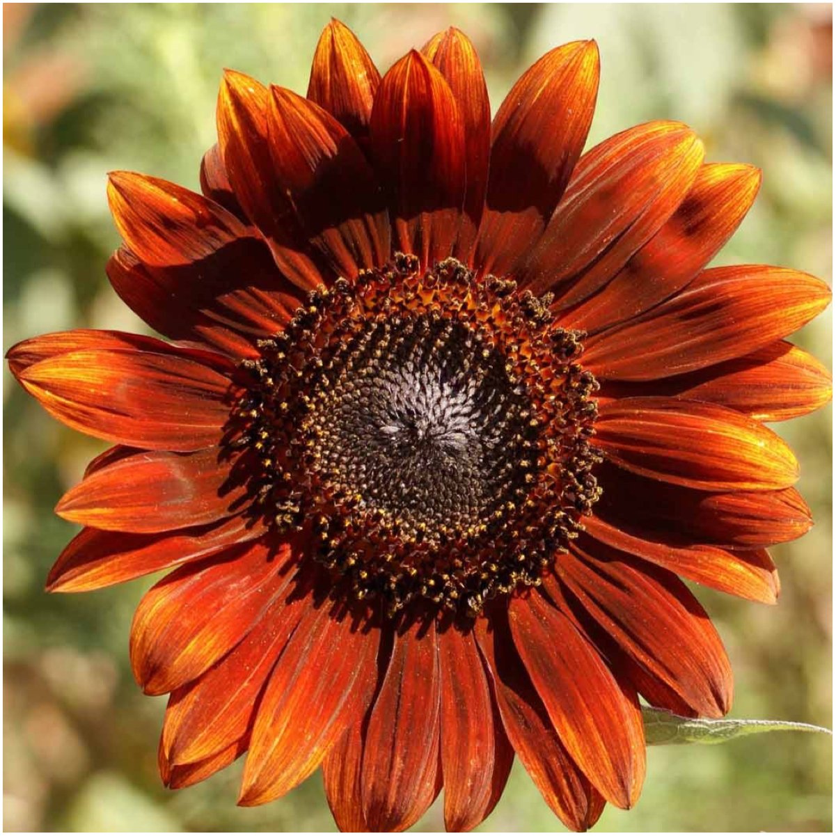 Seed Needs Red Sun sunflower seeds for dramatic color accents and pollinator-friendly gardens.
