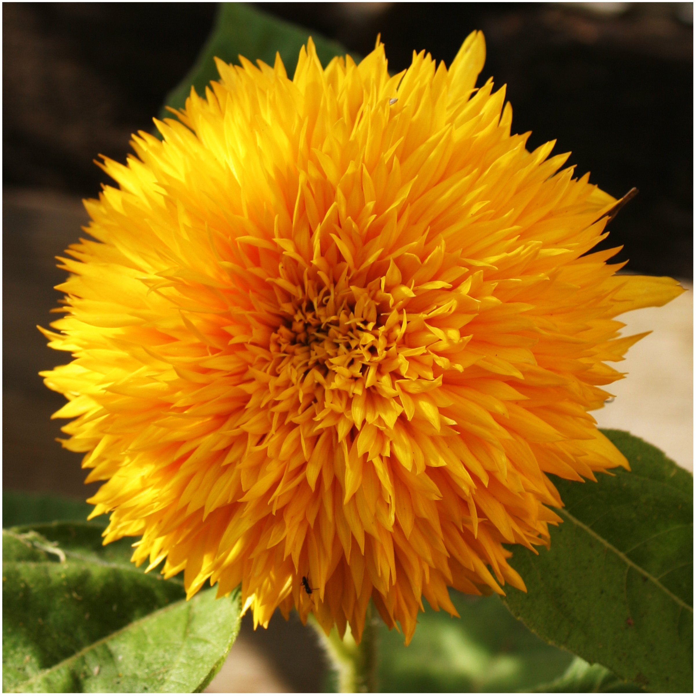 Seed Needs Tall Teddy sunflower seeds for sturdy stems and cheerful, big blossoms.