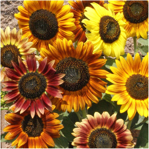 Seed Needs Velvet Queen sunflower seeds for tall statement plants and dramatic fall color.