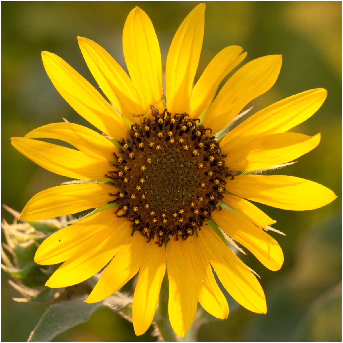 Seed Needs Wild sunflower seeds for naturalized borders and easy-to-grow pollinator gardens.