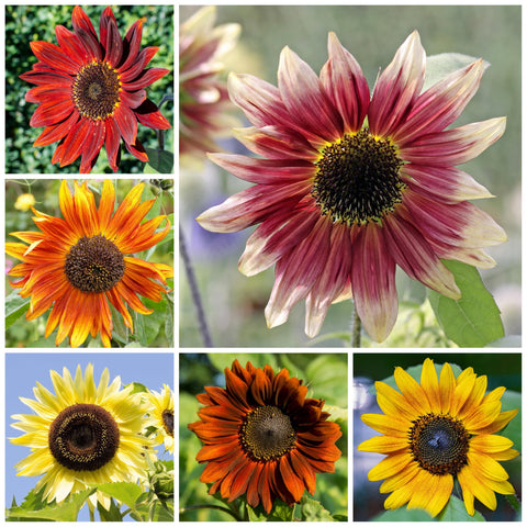 Seed Needs seed packets show sowing tips and variety art for planning.
