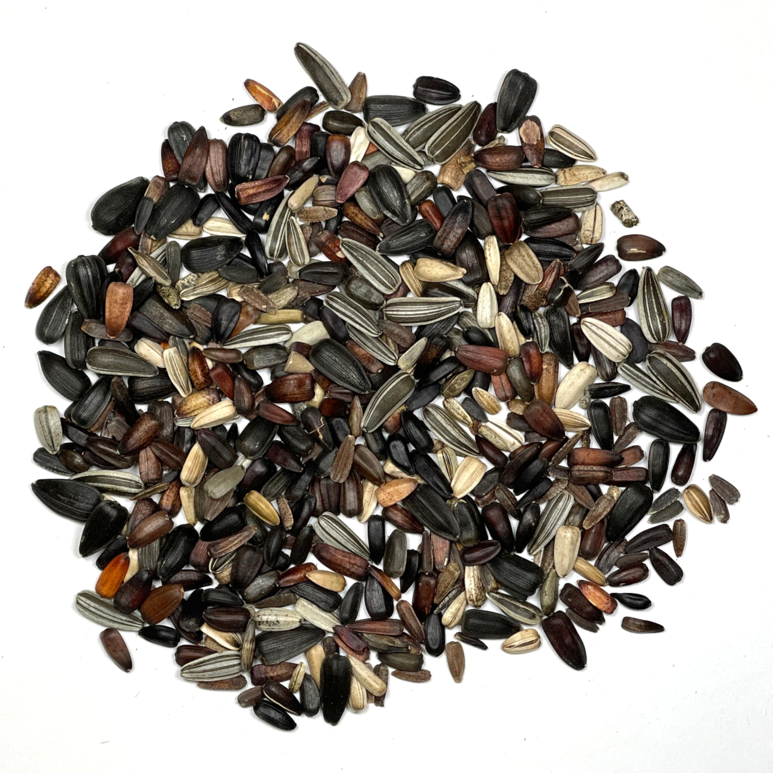Seed Needs Sunset Blend Chocolate Cherry adds rich contrast to flower borders