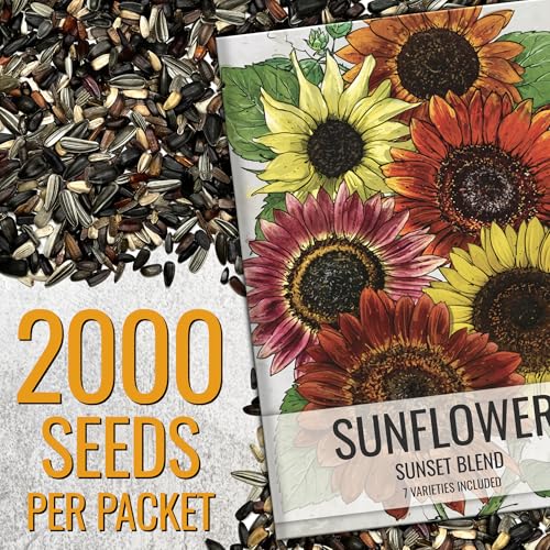 Seed Needs Sunset Blend Chocolate Cherry blooms add dramatic color to bouquets.