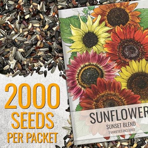 Seed Needs Sunset Blend Chocolate Cherry blooms add dramatic color to bouquets.