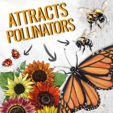 Seed Needs Sunset Blend Earthwalker seeds promote sturdy growth and tall blooms.