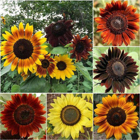 Seed Needs Sunset Blend Midnight Rouge and Ice Cream deliver dramatic multicolored blooms.