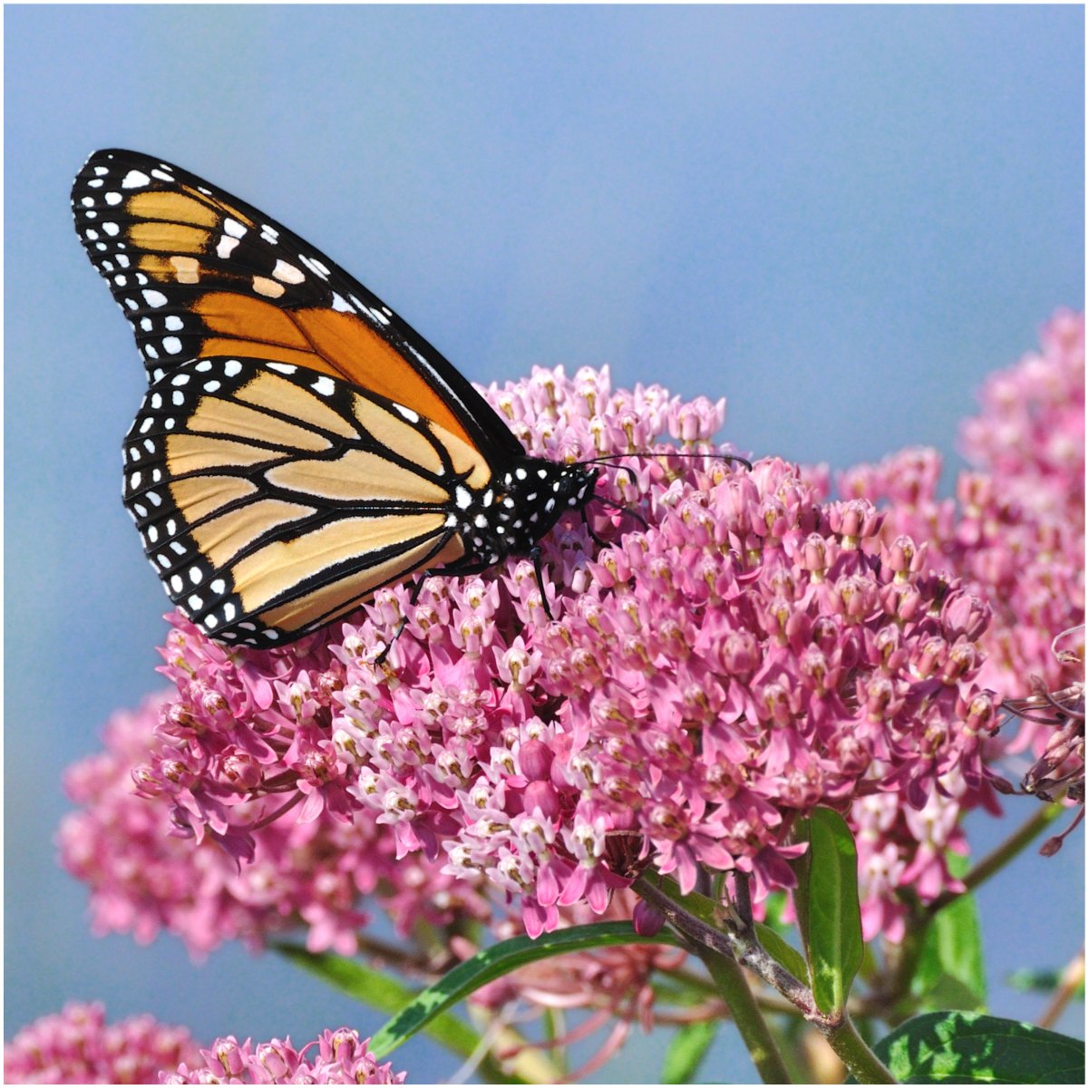 Seed Needs swamp milkweed garden setup showing a moist bed for healthy growth