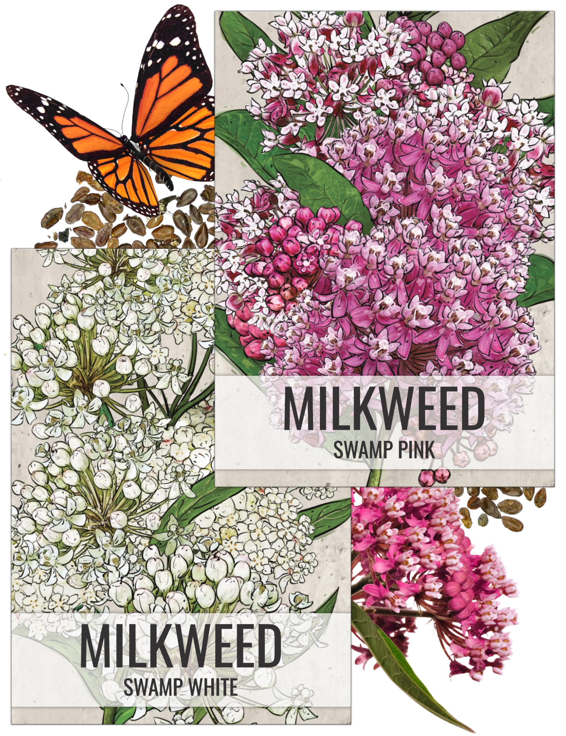 Seed Needs swamp milkweed seed packets ready for spring planting to attract monarchs