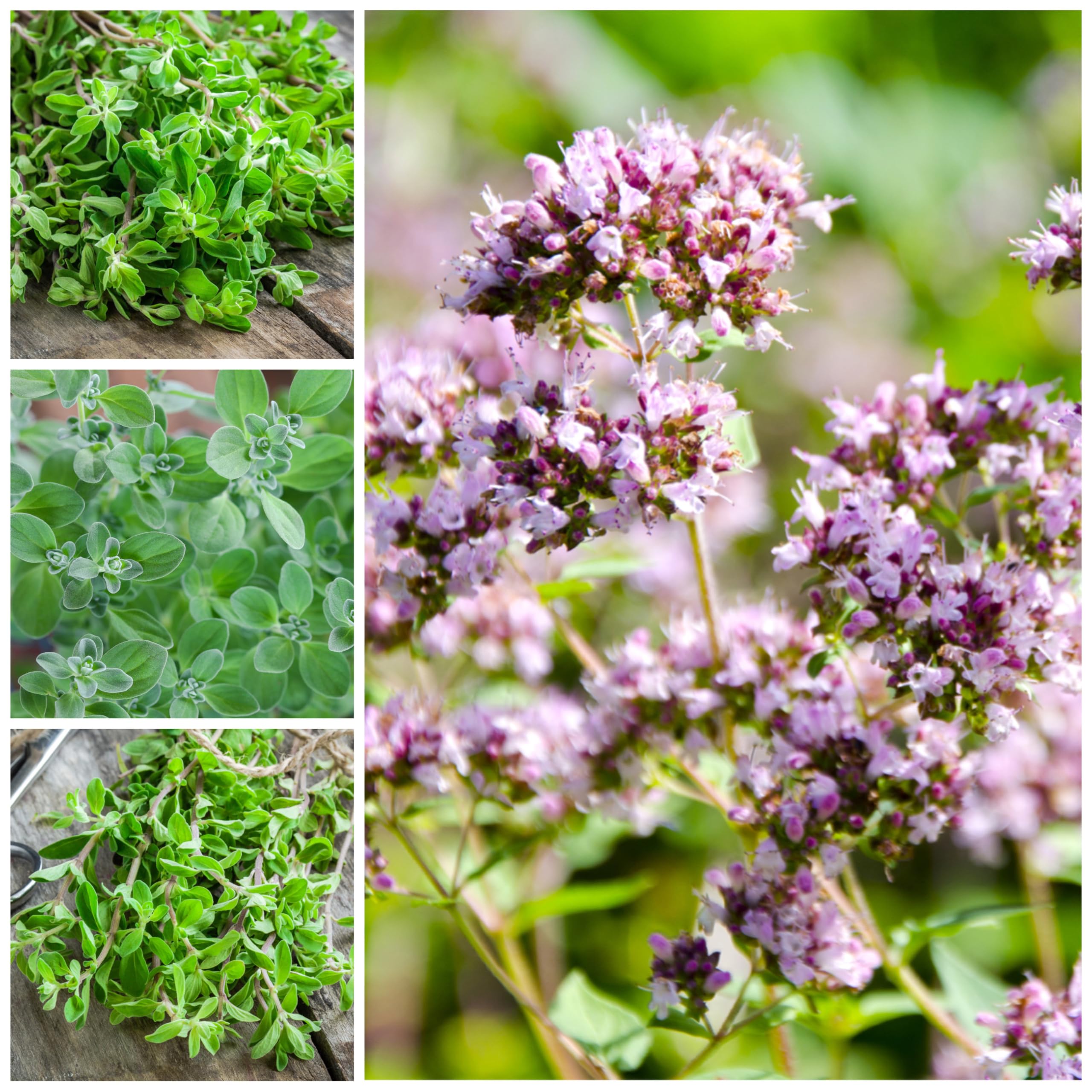 Seed Needs Sweet Marjoram harvest leaves ready to season meals.