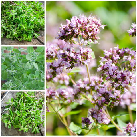 Seed Needs Sweet Marjoram harvest leaves ready to season meals.