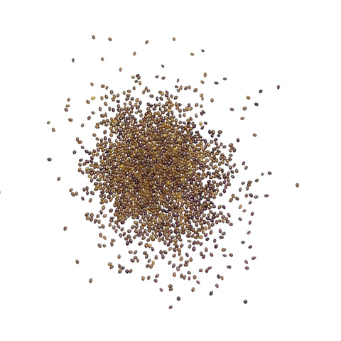 Seed Needs seed jar shows moisture-resistant packaging for freshness.