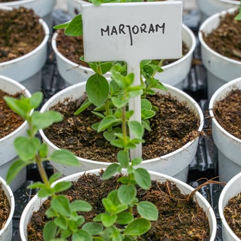 Seed Needs Sweet Marjoram seeds packet back shows sowing guidance and open-pollinated promise.