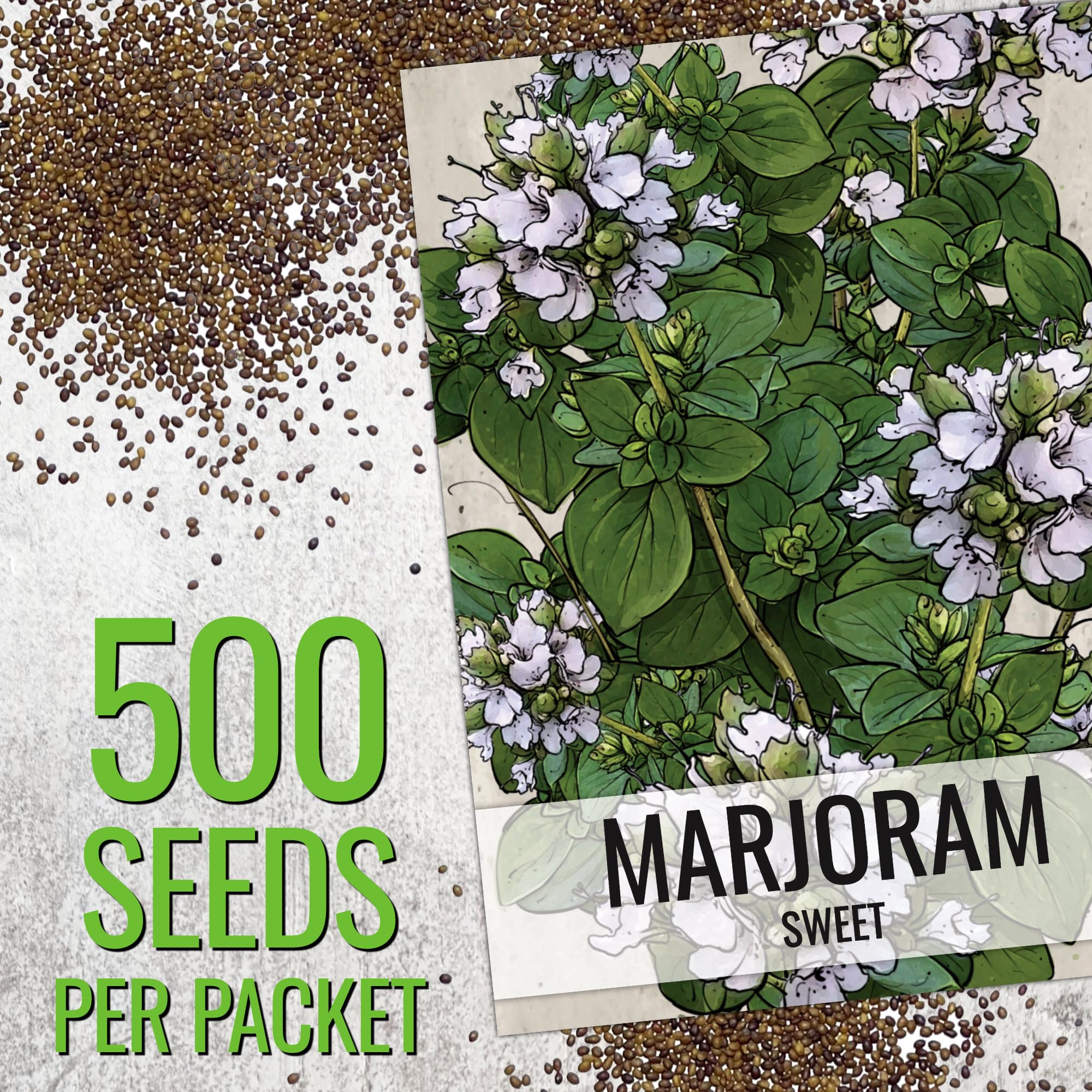 Seed Needs Sweet Marjoram seedling growing in sunlit garden.
