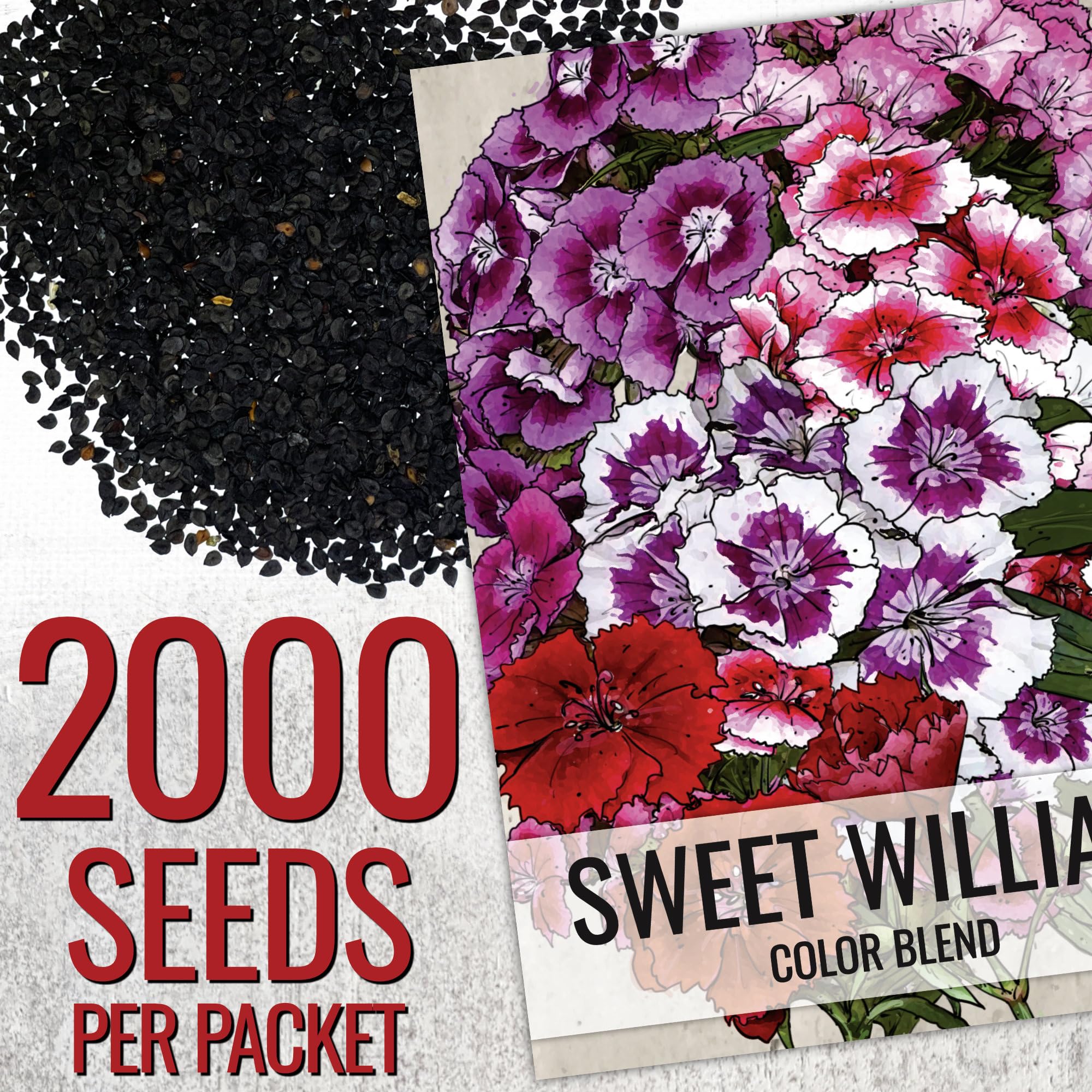 Seed Needs Sweet William bloom clusters display vibrant color for borders.