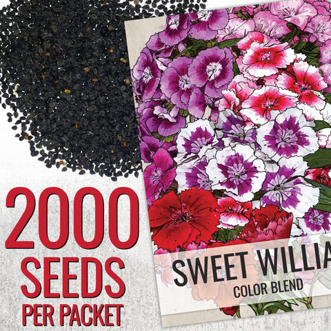 Seed Needs Sweet William bloom clusters display vibrant color for borders.