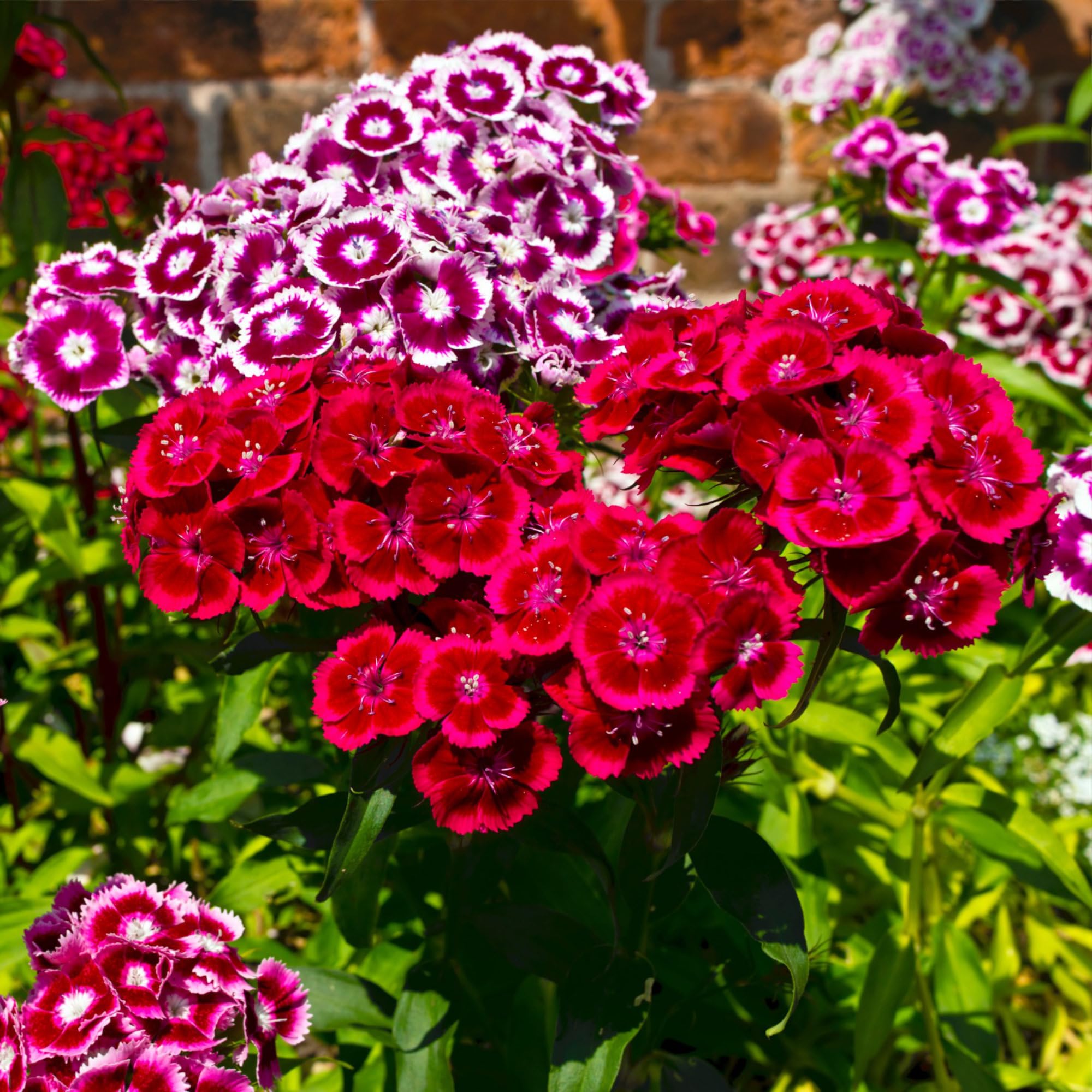 Seed Needs Sweet William packaging preserves freshness for reliable sowing season after season.