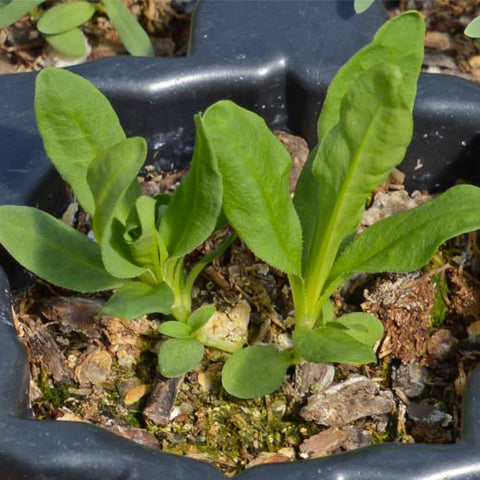 Seed Needs Sweet William attracts pollinators in the garden.