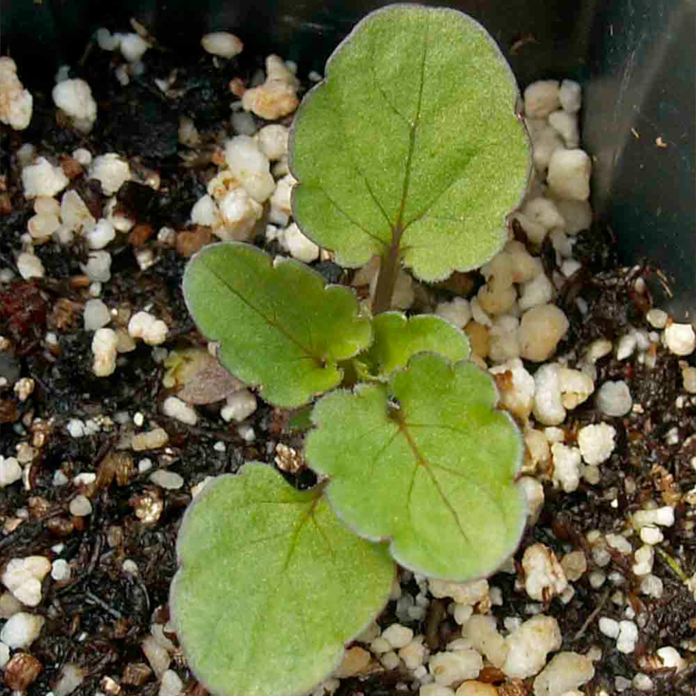 Seed Needs Swiss Giants Pansy color blend showing vibrant hues.