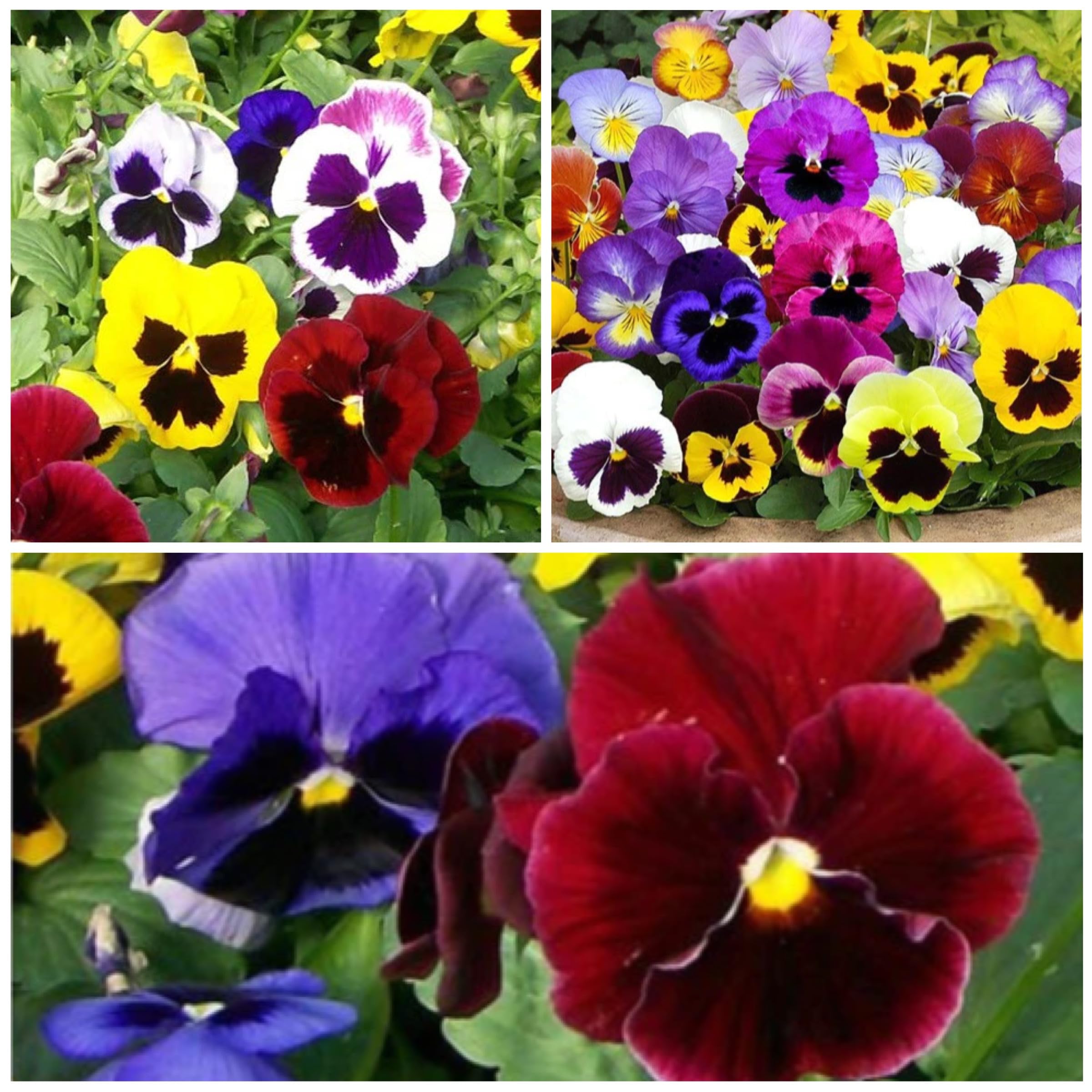 Seed Needs Swiss Giants Pansy blooms attract butterflies and pollinators.