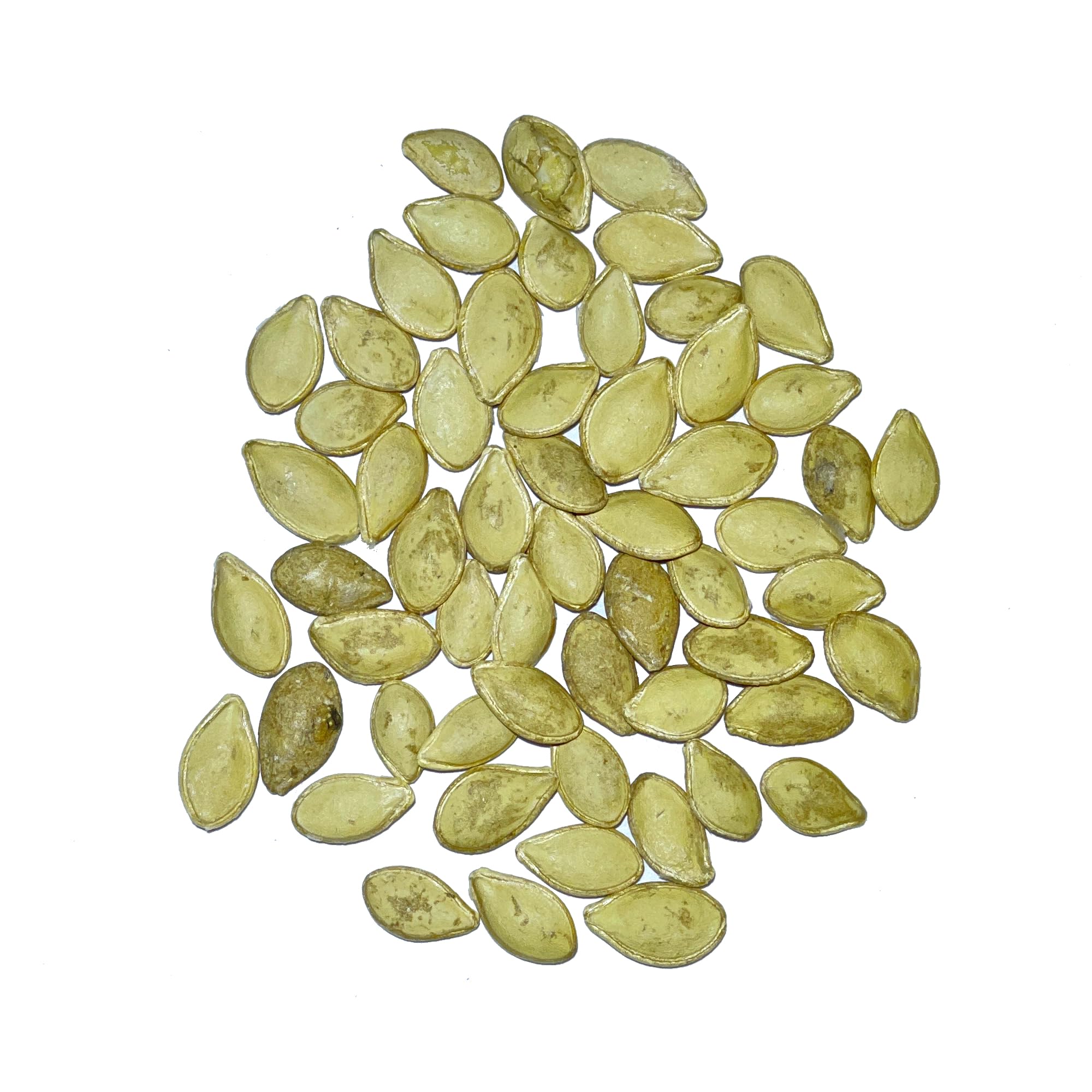Seed Needs Table King Acorn squash fruit on vine illustrating glossy dark green skin.