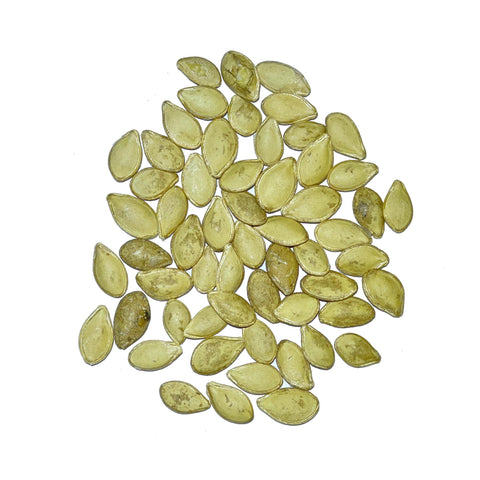 Seed Needs Table King Acorn squash fruit on vine illustrating glossy dark green skin.