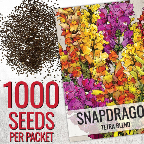 Seed Needs Tetra Snapdragon flowers in a garden bed with tall, ruffled blooms.