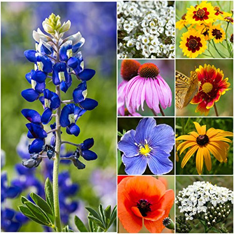 Seed Needs Texas Oklahoma region wildflower seed packet for colorful garden use.