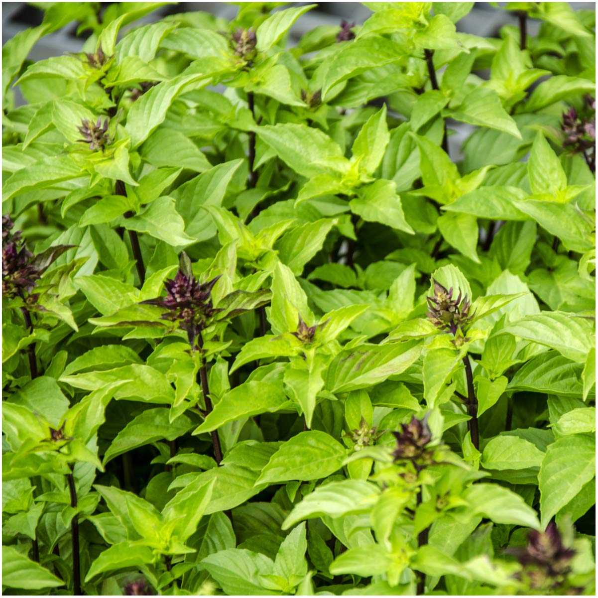 Seed Needs Thai basil harvest leaves ready for fresh salads and curries.