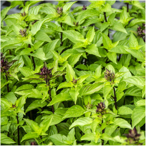 Seed Needs Thai basil harvest leaves ready for fresh salads and curries.