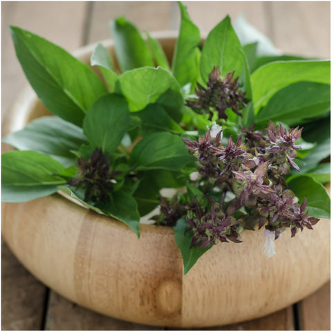 Seed Needs Thai basil plants indoors showing rapid germination and height.