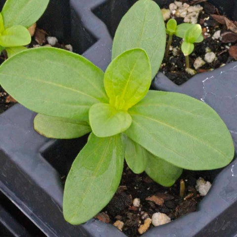 Thumbelina Zinnia seeds germinating quickly for eager gardeners