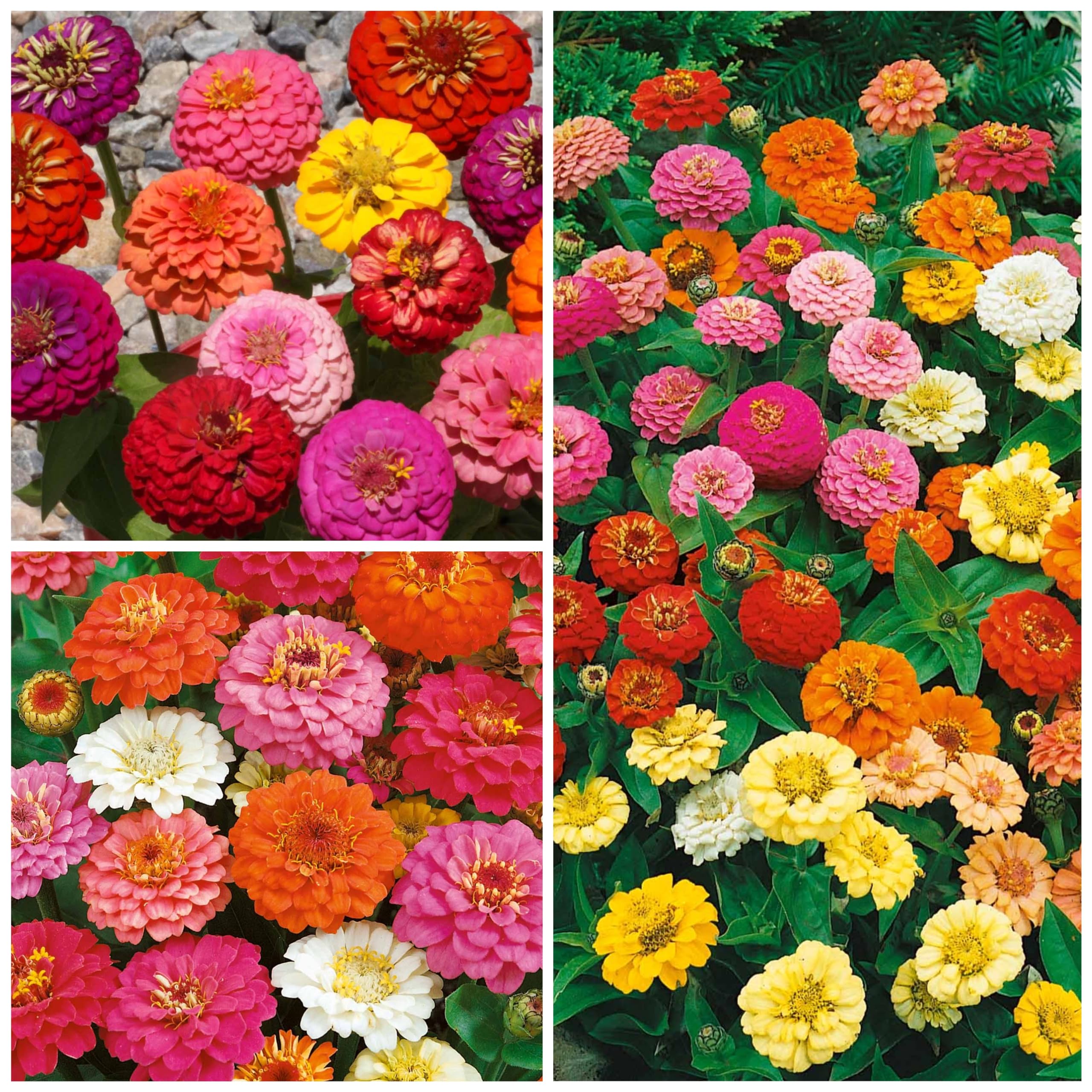 Seed Needs Thumbelina Zinnias in a butterfly-friendly garden