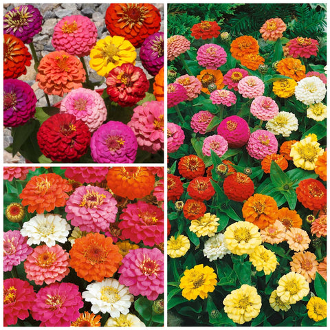 Seed Needs Thumbelina Zinnias in a butterfly-friendly garden