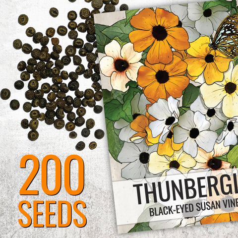 Seed Needs seed packet art shows sowing details for gardeners.
