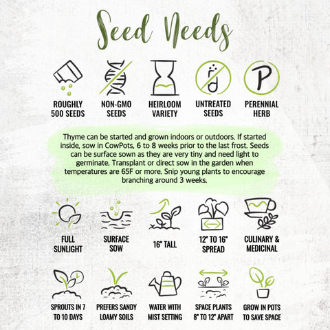 Seed Needs thyme in kitchen showing fresh aroma for cooking